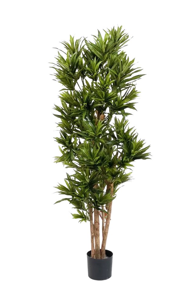 Kunstbaum Künstlicher Drachenbaum Reflexa - Neo, 150 cm, aplanta Kunstbaum Künstlicher Drachenbaum Reflexa - Neo, 150 cm, aplanta von aplanta