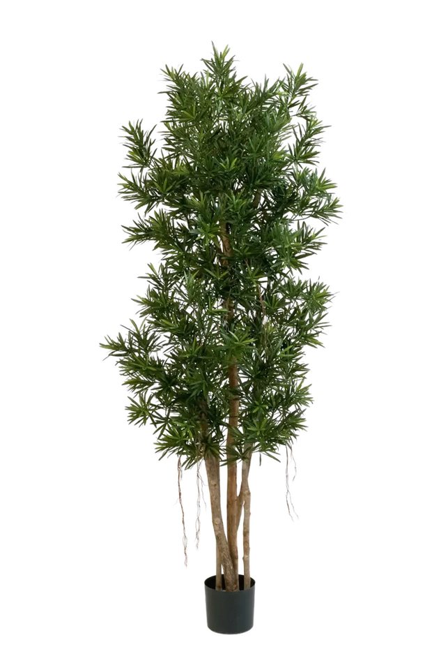 Kunstbaum Künstlicher Podocarpus Reflexa- Paul, 210 cm, aplanta Kunstbaum Künstlicher Podocarpus Reflexa- Paul, 210 cm, aplanta von aplanta