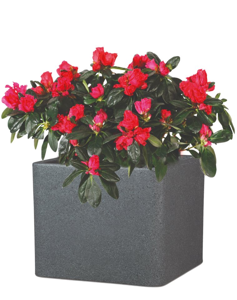 aplanta Blumentopf Pflanztopf COMO Granit Schwarz, 29x29x23 cm aplanta Blumentopf Pflanztopf COMO Granit Schwarz, 29x29x23 cm von aplanta