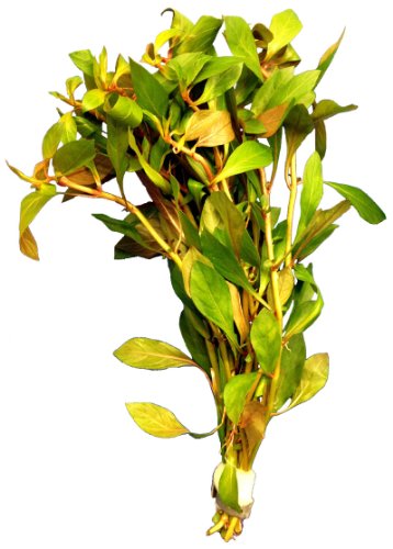 1 Bund ludwigia palustris red, Aquarium-Pflanzen, Wasserpflanzen von aquariumpflanzen.net