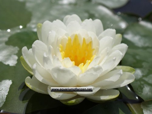 1 Seerose der Sorte Ernst Epple Sen, weisse Blüte für den Teich, Teichpflanzen, Wasserpflanzen von aquariumpflanzen.net