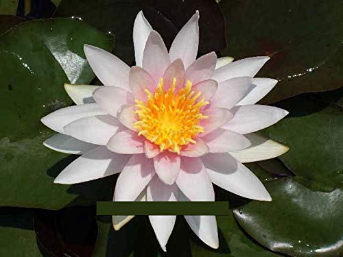 1 Seerose der Sorte Fritz Junge pfirschrosa Blüte für den Teich, Teichpflanzen, Wasserpflanzen von aquariumpflanzen.net