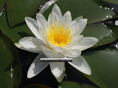 1 Seerose der Sorte Hermine, weisse Blüte für den Teich, Teichpflanzen, Wasserpflanzen von aquariumpflanzen.net