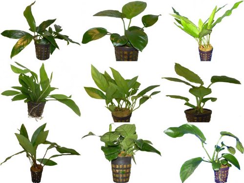 15 Töpfe Anubia, 6-7 Verschiedene Sorten Anubias, Aquariumpflanzen, Wasserpflanzen von aquariumpflanzen.net
