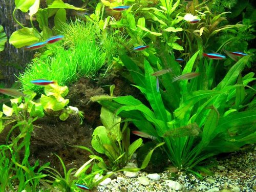 30 Aquarienpflanzen & 1000 ml Wasserflöhe (Daphnien), Wasserpflanzen von aquariumpflanzen.net