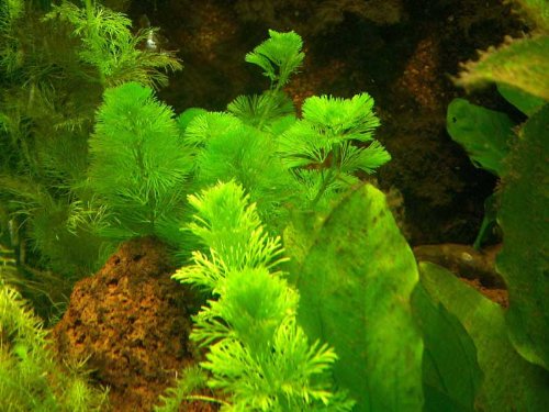 30 Aquarienpflanzen & 2 Topf Neuseelandgras, Wasserpflanzen von aquariumpflanzen.net