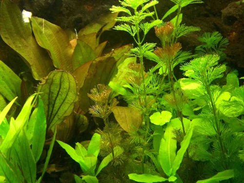 30 Aquariumpflanzen & Dünger für 3000 Liter, Wasserpflanzen von aquariumpflanzen.net