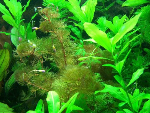 Anti Algen Set mit Schwimmpflanzen, Aquarium-Pflanzen von aquariumpflanzen.net