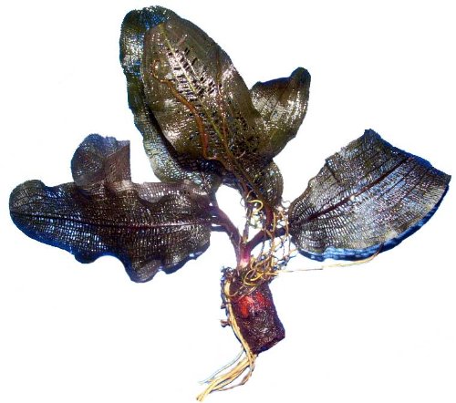 Aponogeton madagascariensis - Madagaskar Gitterpflanze, Aquarienpflanzen, Wasserpflanzen von aquariumpflanzen.net