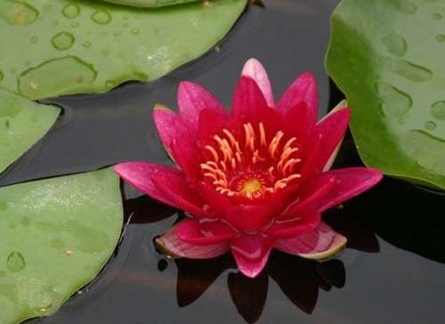 eine rotblühende Zwergseerose für den Teich, Teichpflanzen, Wasserpflanzen von aquariumpflanzen.net