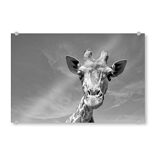 artboxONE Acrylglasbild 120x80 cm Tiere Neugierige Giraffe Bild hinter Acrylglas - Bild Giraffe Giraffe von artboxONE