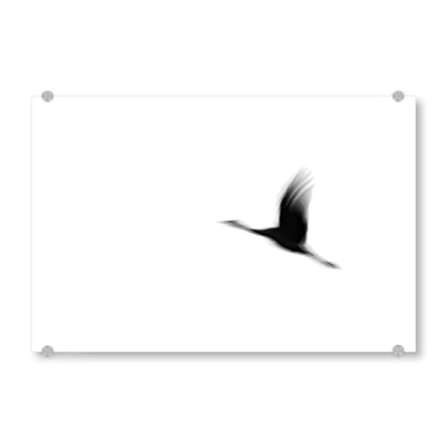 artboxONE Acrylglasbild 45x30 cm Natur Fliegender Kranich Bild hinter Acrylglas - Bild Tier fliegen Flug artboxONE Acrylglasbild 45x30 cm Natur Fliegender Kranich Bild hinter Acrylglas - Bild Tier fliegen Flug von artboxONE