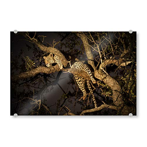 artboxONE Acrylglasbild 60x40 cm Natur Leopard im Baum Bild hinter Acrylglas - Bild Leopard Leopard Natur von artboxONE