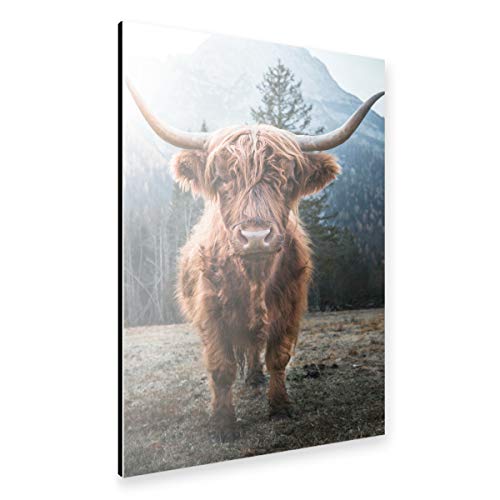 artboxONE Alu-Print 30x20 cm Highland Cow in Nature von Künstler Edition von artboxONE