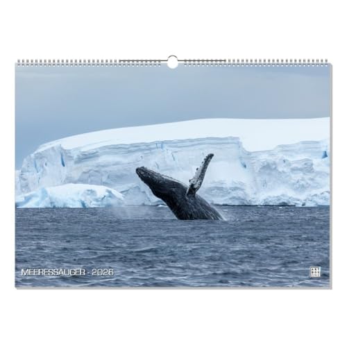 artboxONE Kalender 2026 MEERESSÄUGER Wandkalender A2 2026 Unterwasser von artboxONE