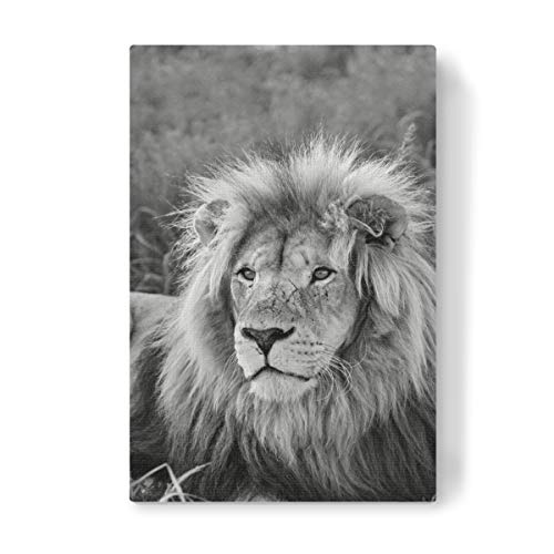 artboxONE Leinwand 30x20 cm Tiere Löwen Männchen Portrait 8080" von THULA Photography von artboxONE