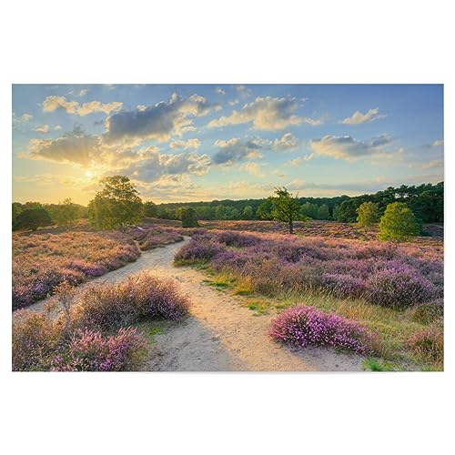 artboxONE Poster 120x80 cm Natur Abend in der Heide - Bild westruper Heide Baum blühende Heide von artboxONE