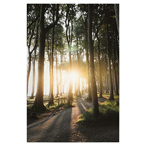 artboxONE Poster 120x80 cm Natur Sonnenaufgang im Küstenwald - Bild Sonnenaufgang fine Art Forest von artboxONE