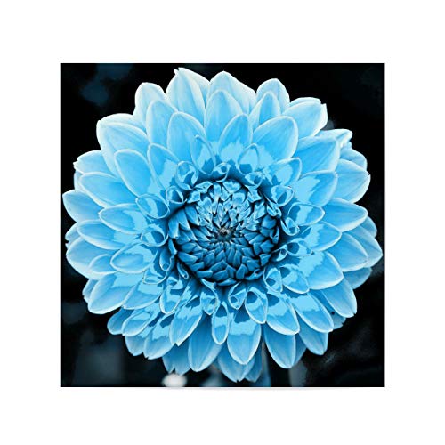 artboxONE Poster 20x20 cm Floral Dahlie pop hellblau hochwertiger Design Kunstdruck - Bild dahlie Blume dahlie von artboxONE