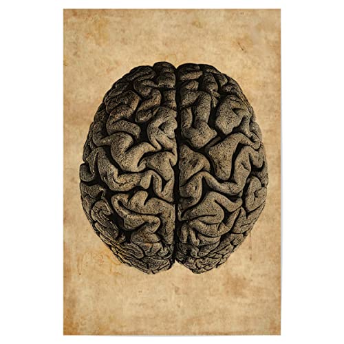 artboxONE Poster 30x20 cm Anatomie Menschen Anatomie des Gehirns - Bild Anatomie des Gehirns von artboxONE