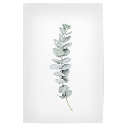 artboxONE Poster 30x20 cm Eukalyptus Natur Eucalyptus II hochwertiger Design Kunstdruck - Bild Eucalyptus Branch chic artboxONE Poster 30x20 cm Eukalyptus Natur Eucalyptus II hochwertiger Design Kunstdruck - Bild Eucalyptus Branch chic von artboxONE