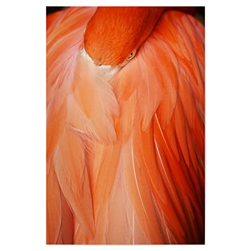 artboxONE Poster 30x20 cm Flamingo Tiere Flamingo royal 3" hochwertiger Design Kunstdruck - Bild Flamingo Auge Feather von artboxONE
