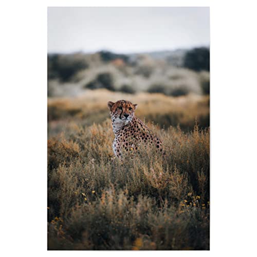 artboxONE Poster 30x20 cm Natur Gepard in Namibia hochwertiger Design Kunstdruck - Bild Gepard Animal cat von artboxONE