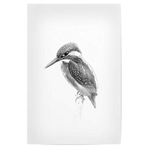 artboxONE Poster 30x20 cm Natur Kingfisher on Branch hochwertiger Design Kunstdruck - Bild eisvogel eisvogel elegant von artboxONE