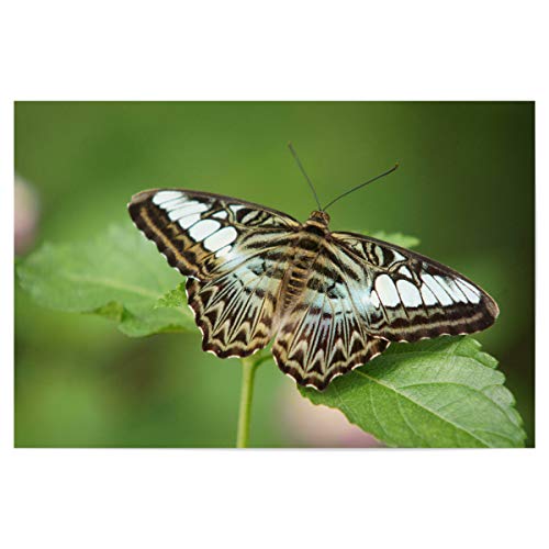 artboxONE Poster 30x20 cm Natur Schmetterlings-Pause - Bild Schmetterling Butterflies Butterfly von artboxONE