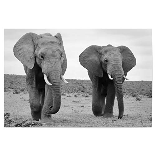 artboxONE Poster 30x20 cm Natur Zwei Elefanten Männchen - Bild Elefanten Elefanten elefantenbullen von artboxONE