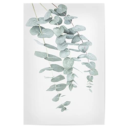 artboxONE Poster 30x20 cm Prints & Kunstdrucke Natur Eucalyptus I - Bild eukalyptus botanisch botanische Kunst artboxONE Poster 30x20 cm Prints & Kunstdrucke Natur Eucalyptus I - Bild eukalyptus botanisch botanische Kunst von artboxONE