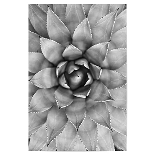 artboxONE Poster 30x20 cm Schwarz-weiß Natur Agave Photography - Bild Agave Cactus Kaktus von artboxONE