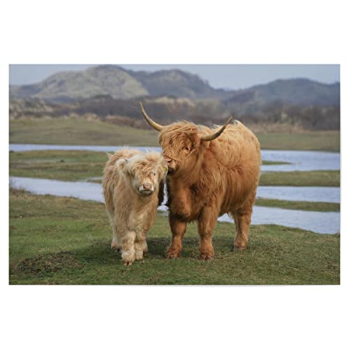 artboxONE Poster 30x20 cm Sehenswürdigkeiten Tiere Highland Rinder - Bild Natur Highland Natur von artboxONE