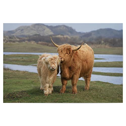 artboxONE Poster 30x20 cm Sehenswürdigkeiten Tiere Highland Rinder - Bild Natur Highland Natur von artboxONE