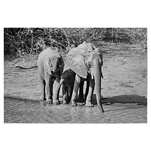 artboxONE Poster 30x20 cm Tiere Elefanten Familie in Zimbabwe - Bild Elefant Elefant Familie von artboxONE