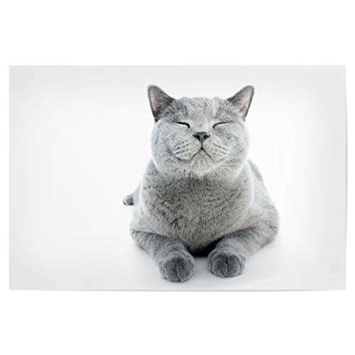 artboxONE Poster 30x20 cm Tiere Shorthair cat Isolated on White hochwertiger Design Kunstdruck - Bild cat British cat artboxONE Poster 30x20 cm Tiere Shorthair cat Isolated on White hochwertiger Design Kunstdruck - Bild cat British cat von artboxONE