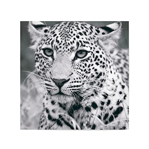 artboxONE Poster 40x40 cm Natur Leopard Schwarzweiß - Bild Leopard blackandwhite Leopard von artboxONE