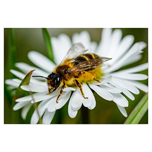 artboxONE Poster 45x30 cm Natur Biene beim Honig sammeln hochwertiger Design Kunstdruck - Bild Biene Blume blüte von artboxONE