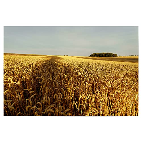 artboxONE Poster 45x30 cm Natur Getreidefeld mit Baumschatten - Bild Getreide agrarindustrie agrarisch von artboxONE