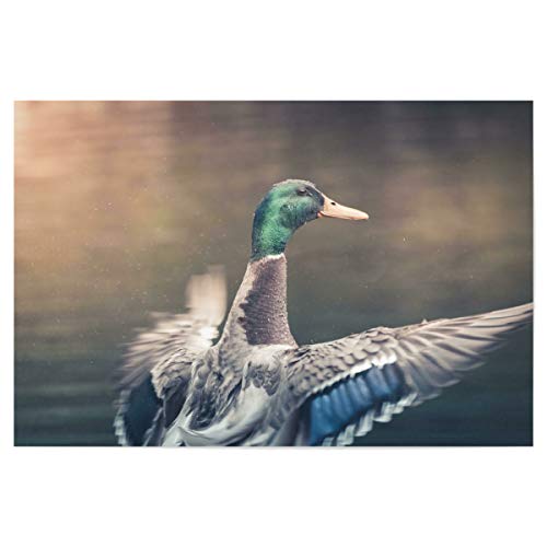 artboxONE Poster 45x30 cm Natur Happy Duck hochwertiger Design Kunstdruck - Bild stockente Bird Duck von artboxONE