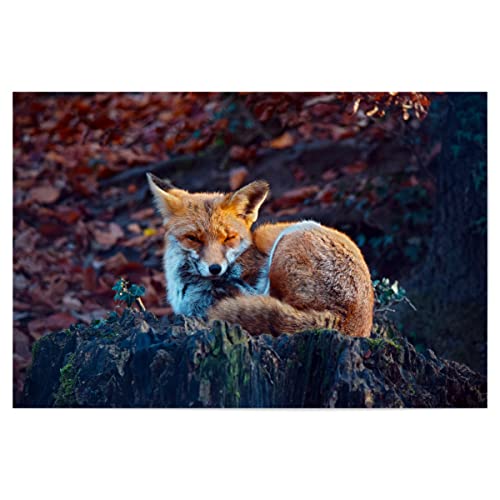 artboxONE Poster 45x30 cm Natur Verschlafener Fuchs hochwertiger Design Kunstdruck - Bild verschlafen bäume Fuchs von artboxONE