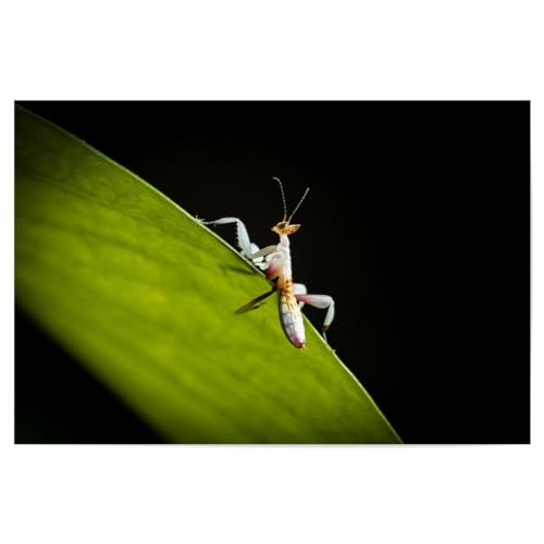 artboxONE Poster 45x30 cm Tiere Orchideenmantis auf einem Blatt - Bild gottesanbeterin fangschrecken gottesanbeterin von artboxONE