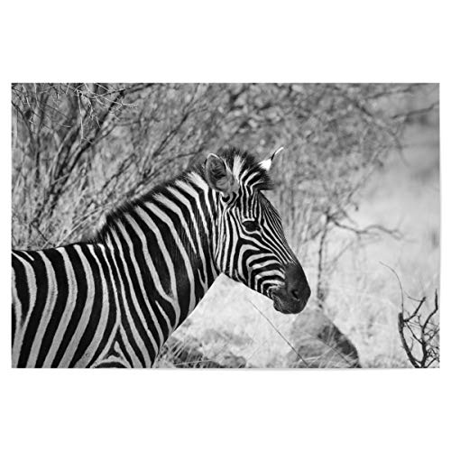 artboxONE Poster 60x40 cm Natur Burchel Zebra Seiten Portrait - Bild Zebra Afrika Animal von artboxONE