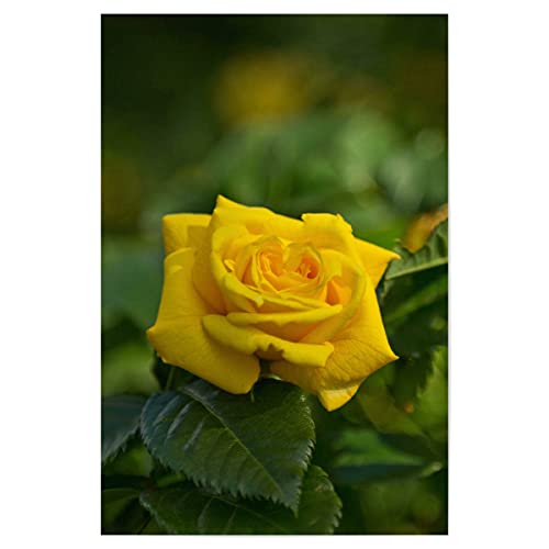 artboxONE Poster 60x40 cm Natur Gelbe Rose hochwertiger Design Kunstdruck - Bild nahaufnahme Bokeh Close up von artboxONE