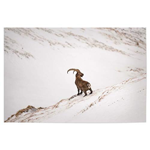 artboxONE Poster 60x40 cm Natur King of The Mountain hochwertiger Design Kunstdruck - Bild Steinbock Capricorn Cold artboxONE Poster 60x40 cm Natur King of The Mountain hochwertiger Design Kunstdruck - Bild Steinbock Capricorn Cold von artboxONE