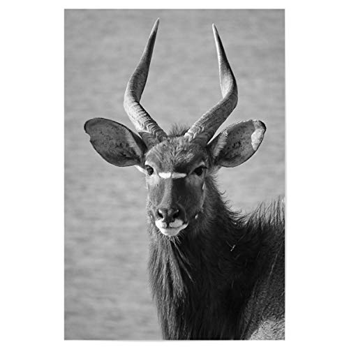 artboxONE Poster 60x40 cm Natur Nyala Bulle hochwertiger Design Kunstdruck - Bild nyala Animal Antilope von artboxONE