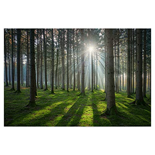 artboxONE Poster 60x40 cm Natur Sonniger Wald hochwertiger Design Kunstdruck - Bild Natur entstannung erhohlung von artboxONE