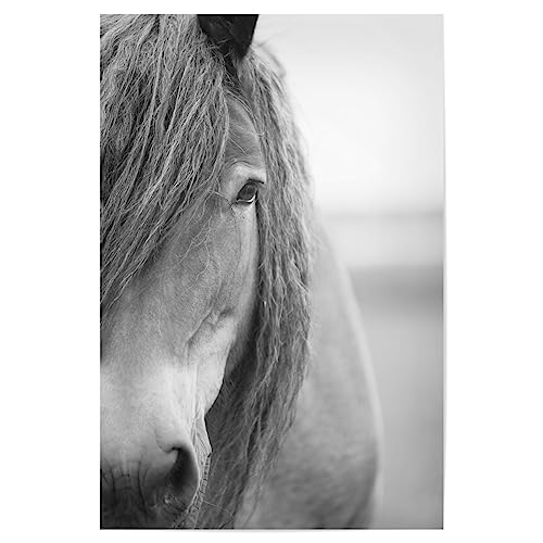 artboxONE Poster 60x40 cm Pferde Tiere Portrait of Black and White Horse - Bild Horse Pferd von artboxONE