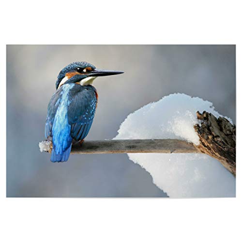 artboxONE Poster 60x40 cm Tiere Eisvogel hochwertiger Design Kunstdruck - Bild Natur Eisvögel Kingfisher von artboxONE