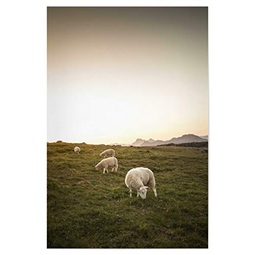 artboxONE Poster 60x40 cm Tiere Happy Sheep hochwertiger Design Kunstdruck - Bild Schafe norwegen Schafe von artboxONE